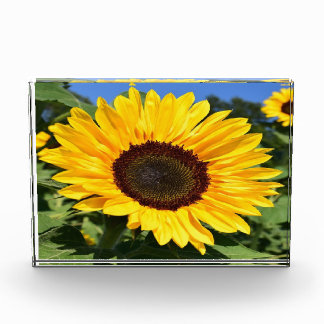 フォトブロック