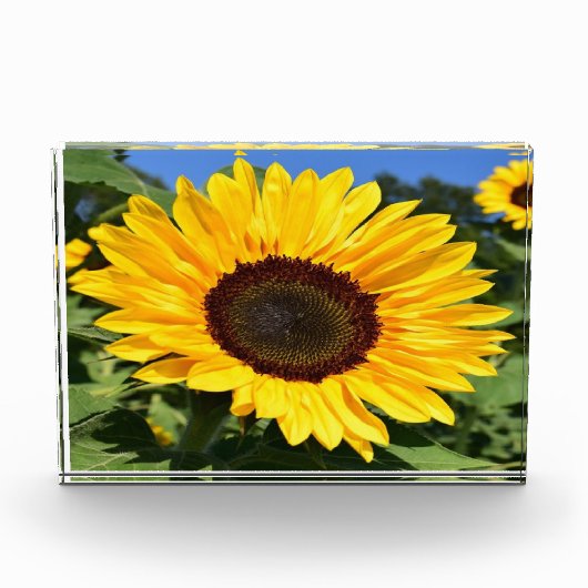 フォトブロック (正面)