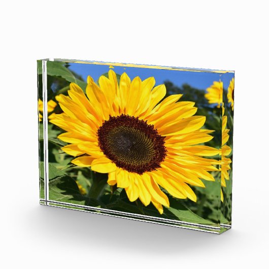 フォトブロック (右)