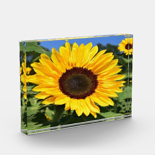 フォトブロック (左)