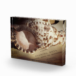 フォトブロック – フロリダ鍵シェルチャート