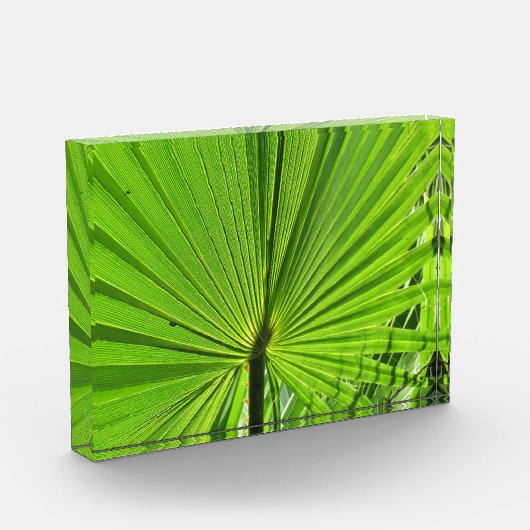 フォトブロック – Palm Fond (左)