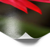 フォトプリント – イースターサボテン (角)