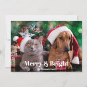 フォトペットメリーと明るい シーズンカード (正面)