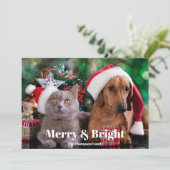 フォトペットメリーと明るい シーズンカード (スタンド正面)