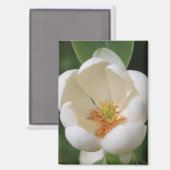 フォトホワイトマグノリア花開花- マグネット (正面/裏面)