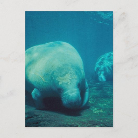 フォトポストカードの管理 ポストカード (正面)