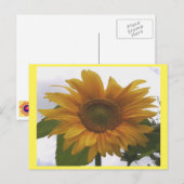 フォトポストカード7 Sunflower – ナチュラル美しい ポストカード (正面/裏面)