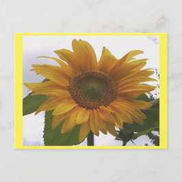 フォトポストカード7 Sunflower – ナチュラル美しい ポストカード