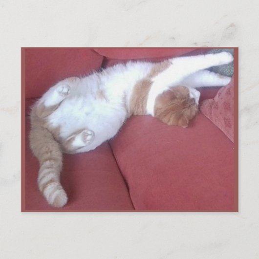 フォトポストカード9 - Cat昼寝1 – 動物美しい ポストカード (正面)