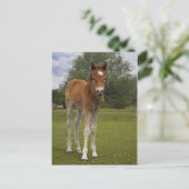 フォト葉書 ポストカード (スタンド正面)