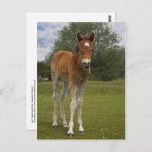 フォト葉書 ポストカード (正面/裏面)