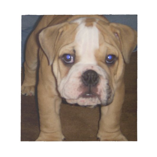 フォトTe、メモ帳 ノートパッド (正面)