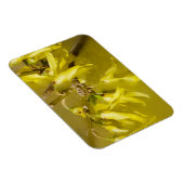 フォルシンシア – スプリングタイムサンシャイン マグネット (右側)