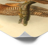 フォルベズホークフクロウ鳥色ヴィンテージプリント ポスター (角)