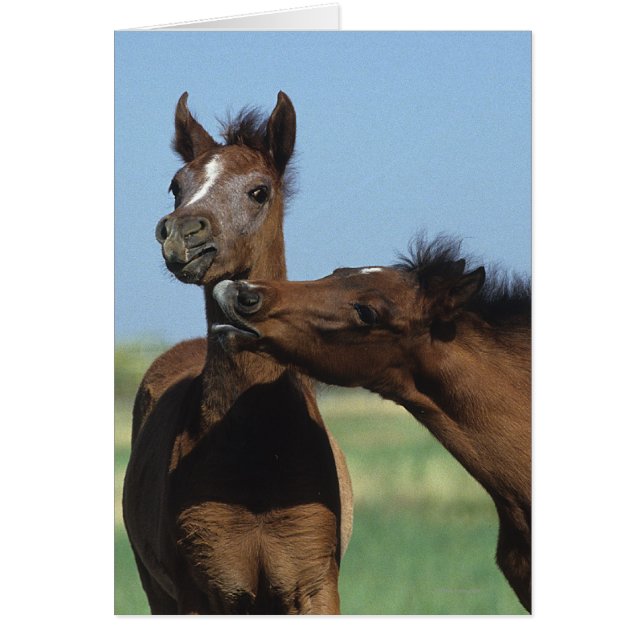 フォル遊ス2 (正面)