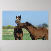 フォル遊ス2 ポスター (正面)