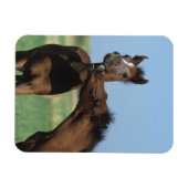 フォル遊ス2 マグネット (横)