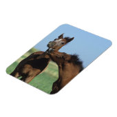 フォル遊ス2 マグネット (左側)