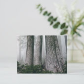 フォレストの呼び出し ポストカード (スタンド正面)