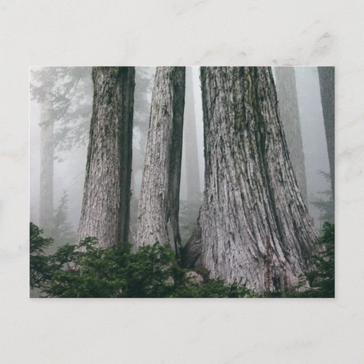 フォレストの呼び出し ポストカード (正面)