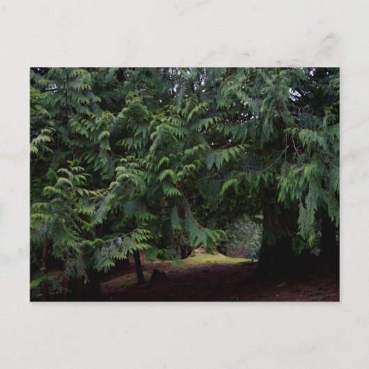 フォレストウォーク ポストカード (正面)