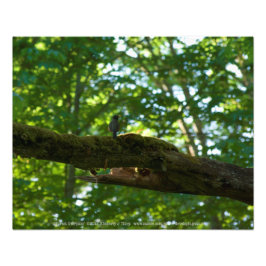 フォレストオーバーパス フォトプリント           