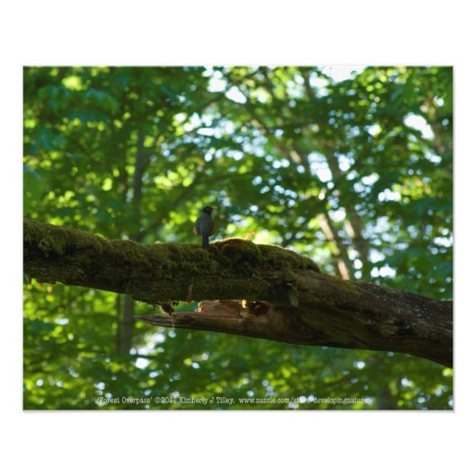 フォレストオーバーパス フォトプリント (正面)