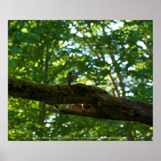 フォレストオーバーパス ポスター (正面)