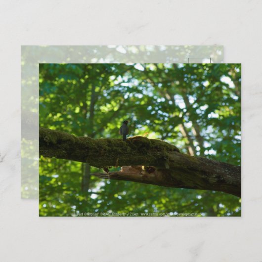 フォレストオーバーパス ポストカード (正面/裏面)
