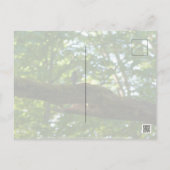 フォレストオーバーパス ポストカード (裏面)