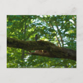 フォレストオーバーパス ポストカード (正面)