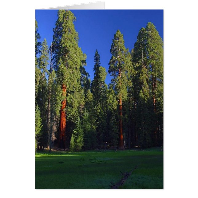 フォレストカード (正面)