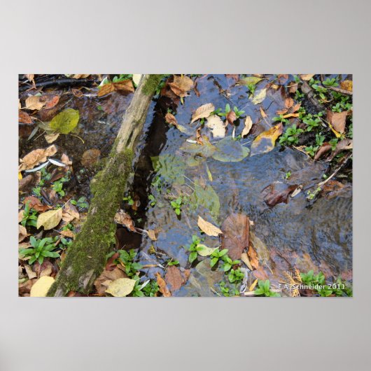 フォレストクリークのポスター ポスター (正面)