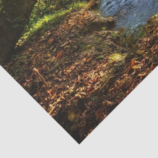 フォレストクリーク美しい自然景観写真 薄葉紙 (詳細)