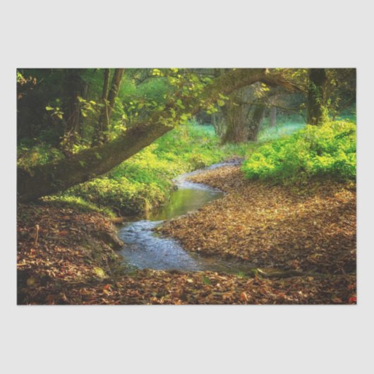 フォレストクリーク美しい自然景観写真 薄葉紙 (正面)