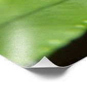 フォレストシダ フォトプリント            (角)