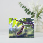 フォレストテントキャタピラー1はがき ポストカード (スタンド正面)