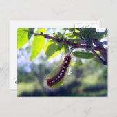 フォレストテントキャタピラー1はがき ポストカード (正面/裏面)