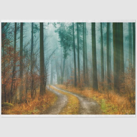 フォレストパス秋13デコページティッシュペーパー 薄葉紙 (正面)