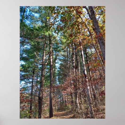 フォレストパス ポスター (正面)