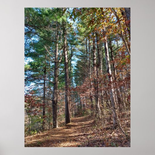 フォレストパス ポスター (正面)