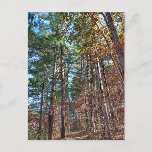 フォレストパス ポストカード (正面)