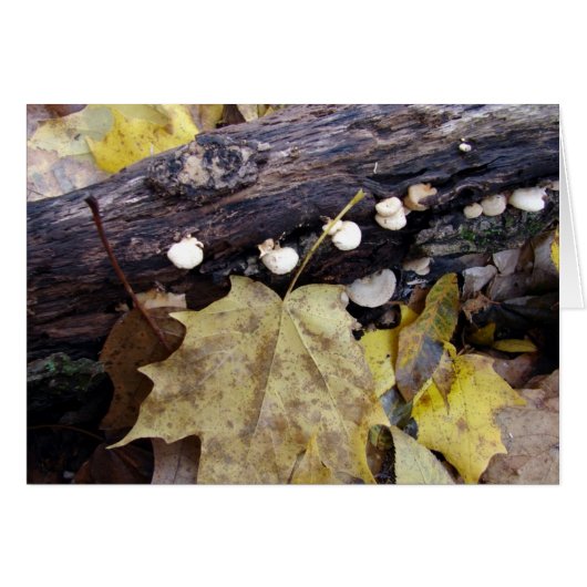 フォレストフロア (正面横)