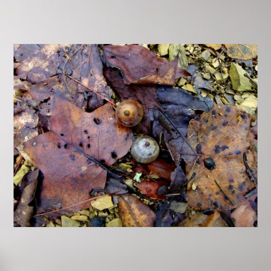 フォレストフロア ポスター (正面)