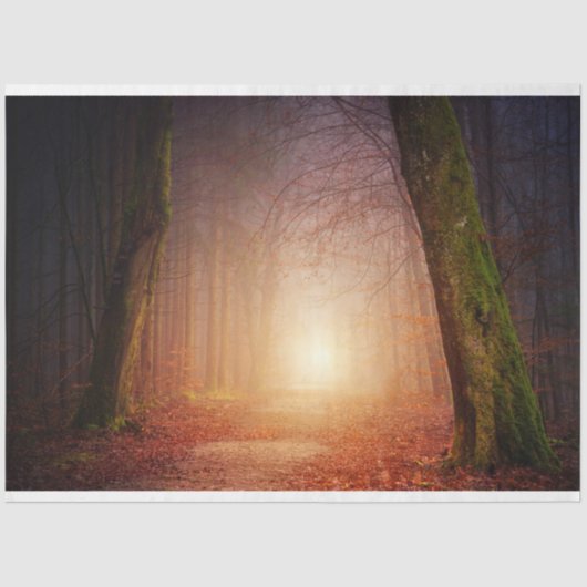 フォレストライト17デコページティッシュペーパー 薄葉紙 (正面)