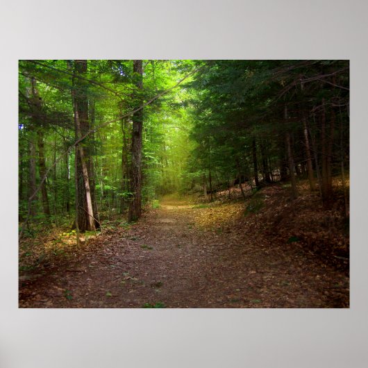 フォレストライト ポスター (正面)