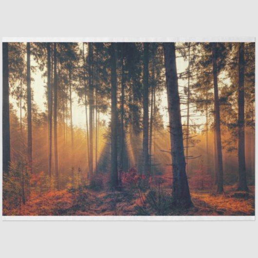 フォレストランドスケープ18デコページティッシュペーパー 薄葉紙 (正面)