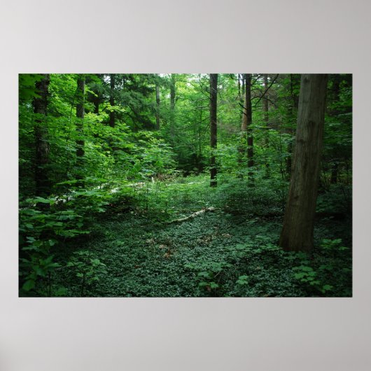 フォレスト3 ポスター (正面)