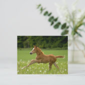 フォレン・イム・ガロップ(Trakehner) ポストカード (スタンド正面)